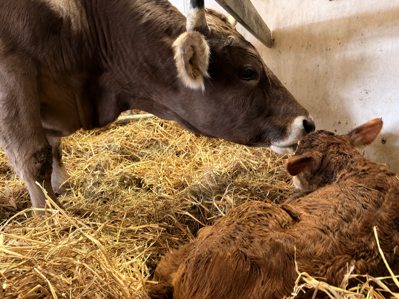 Vache Leche Veau Nouveau Ne
