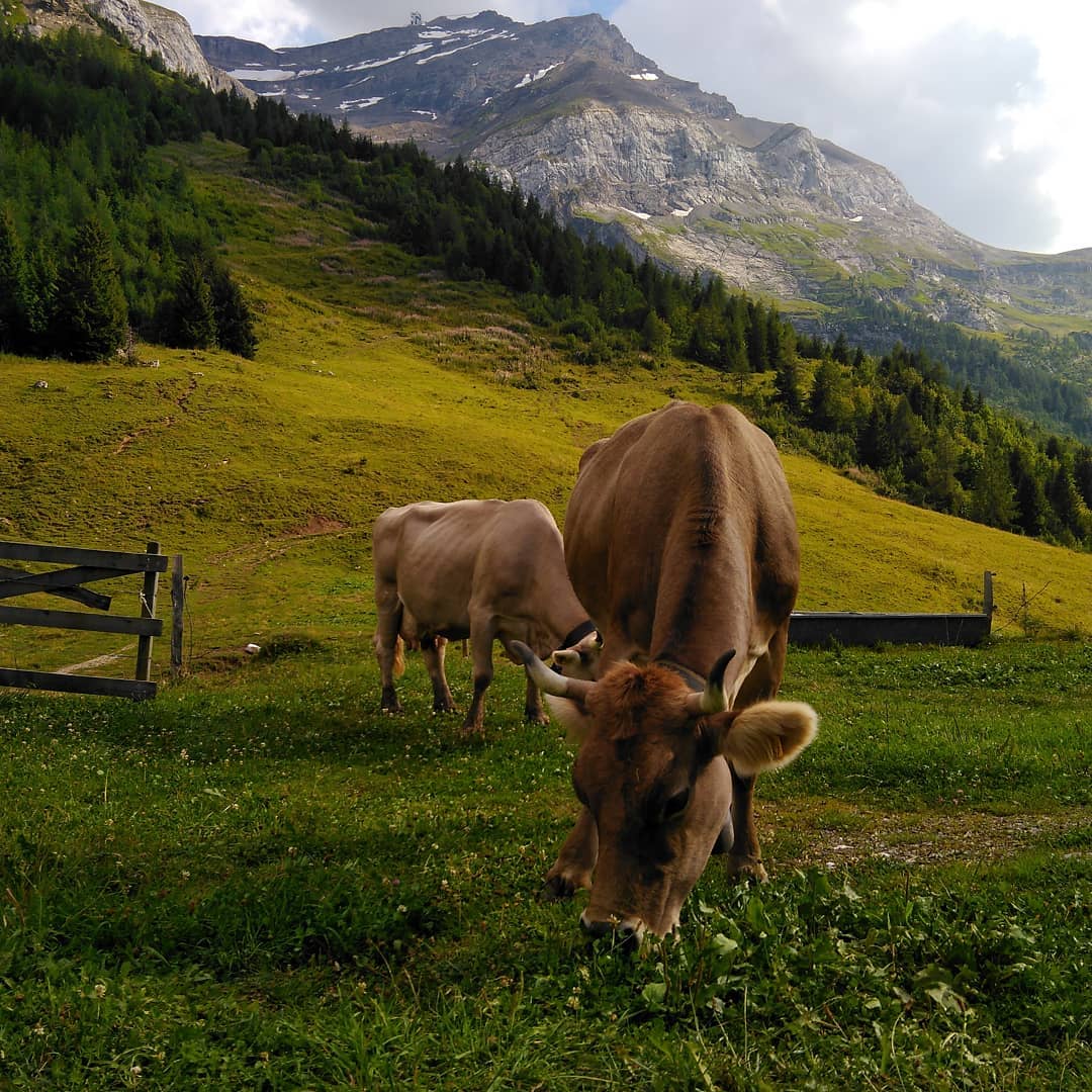 Vaches Alpage Montagne