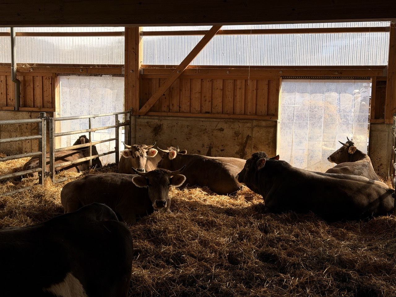 Vaches Au Repos Dans Etable