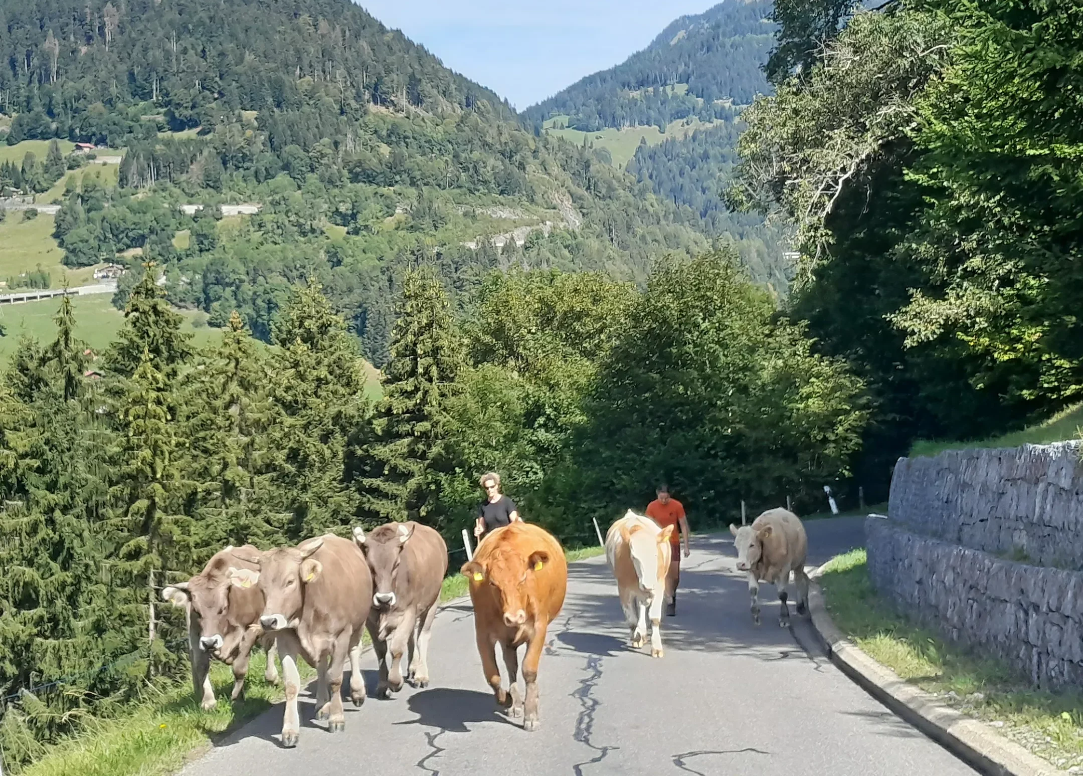 Vaches en désalpe sur une route de montagne verdoyante en été