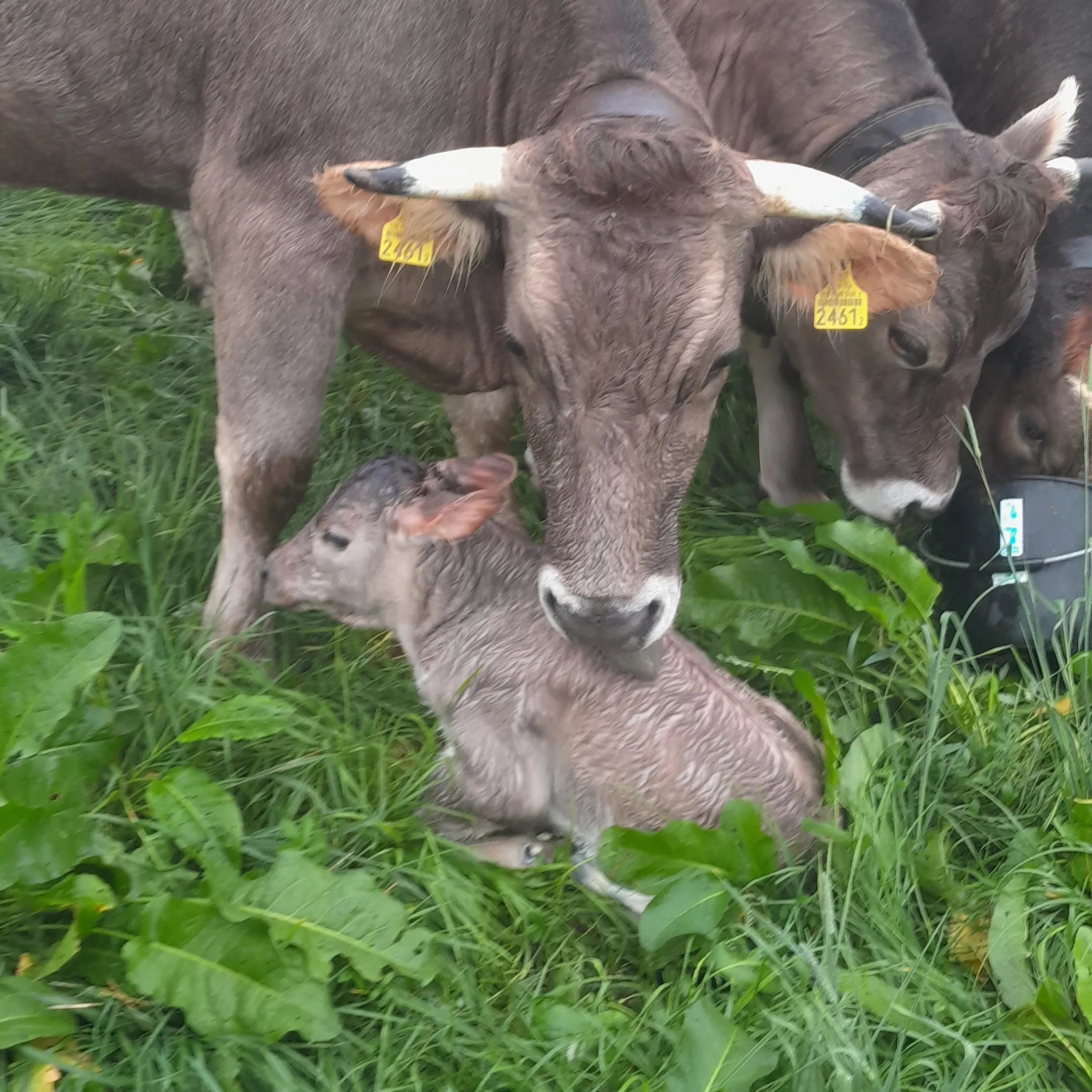 Veau Nouveau Ne Vaches