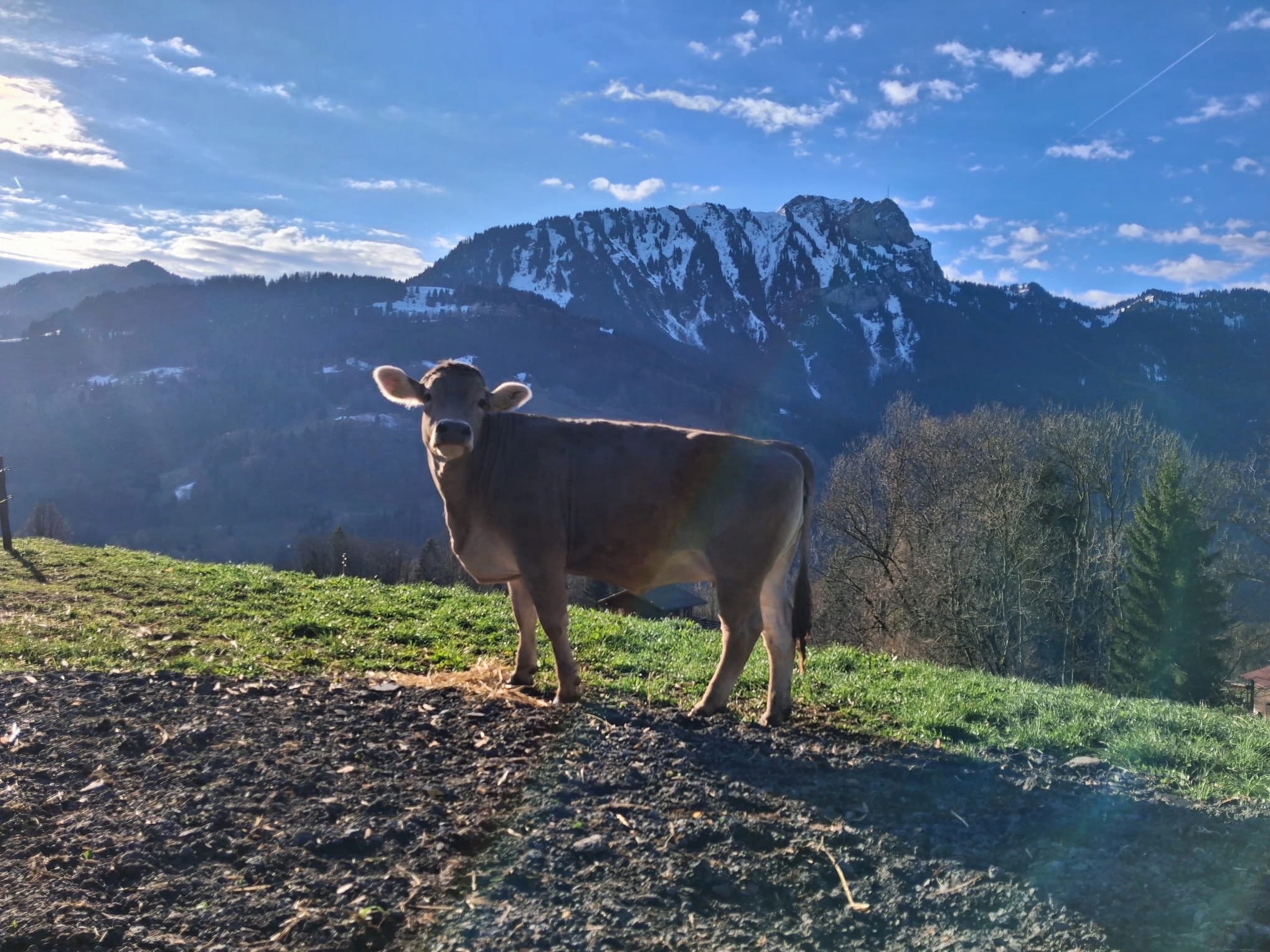 Vache Brune Montagne Alpage