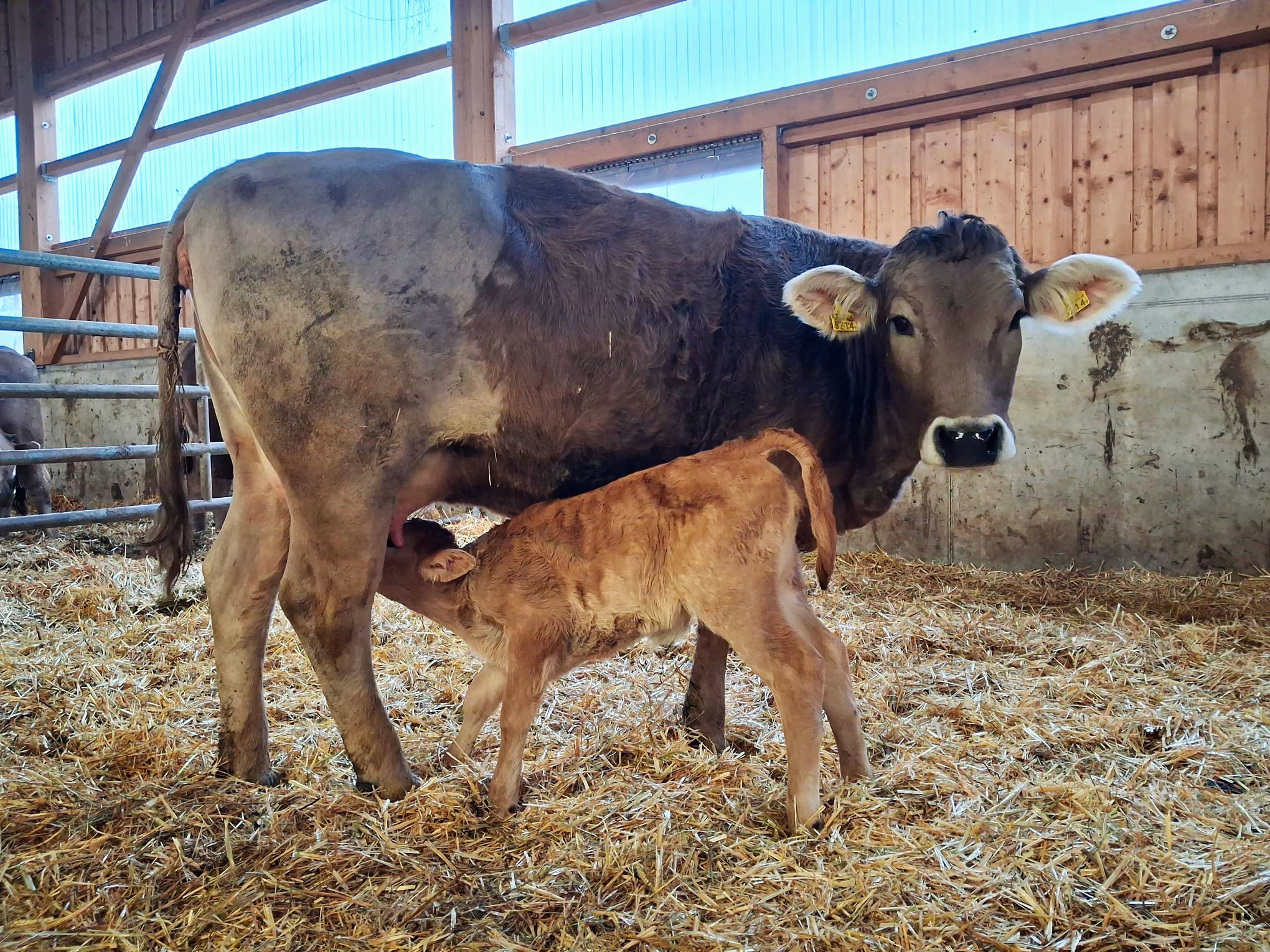 Vache Veau Tetee Etable