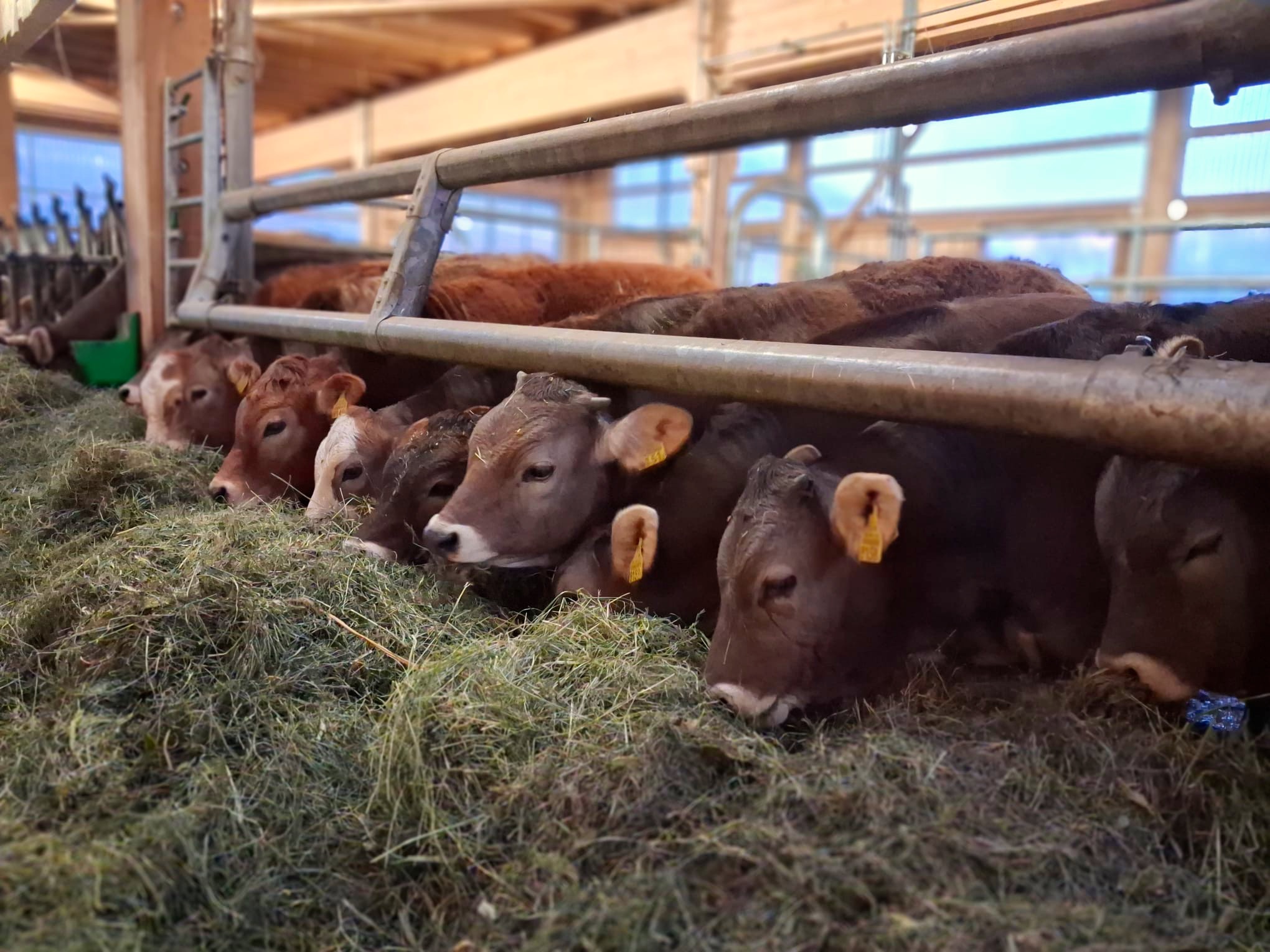 Vaches A La Mangeoire Foin Etable