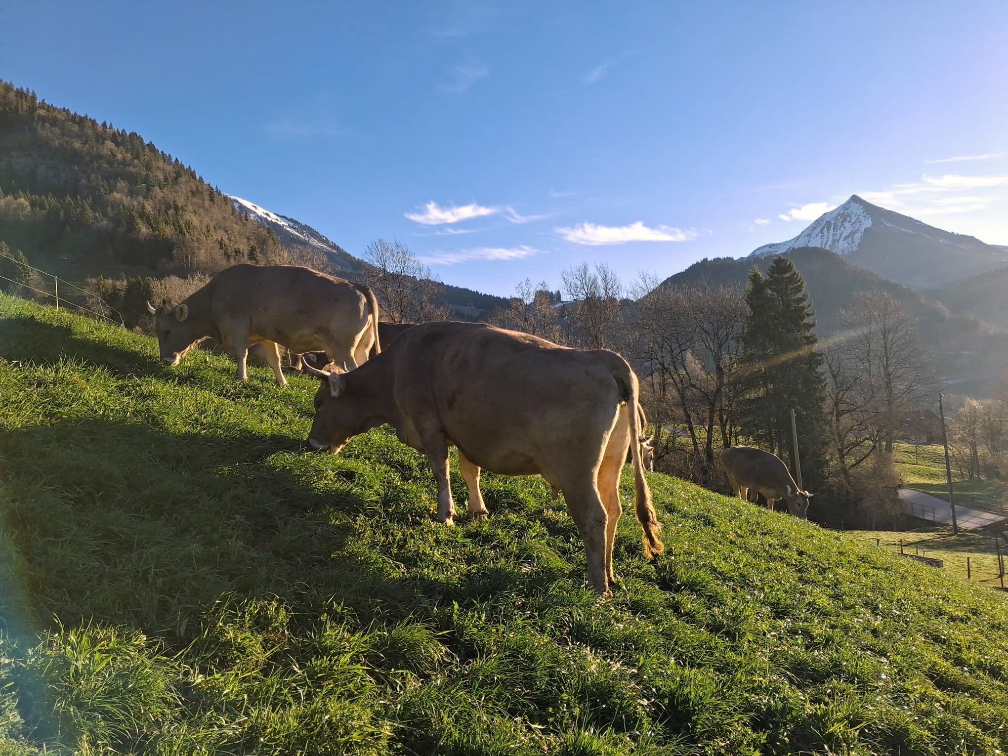 Vaches Colline Montagne