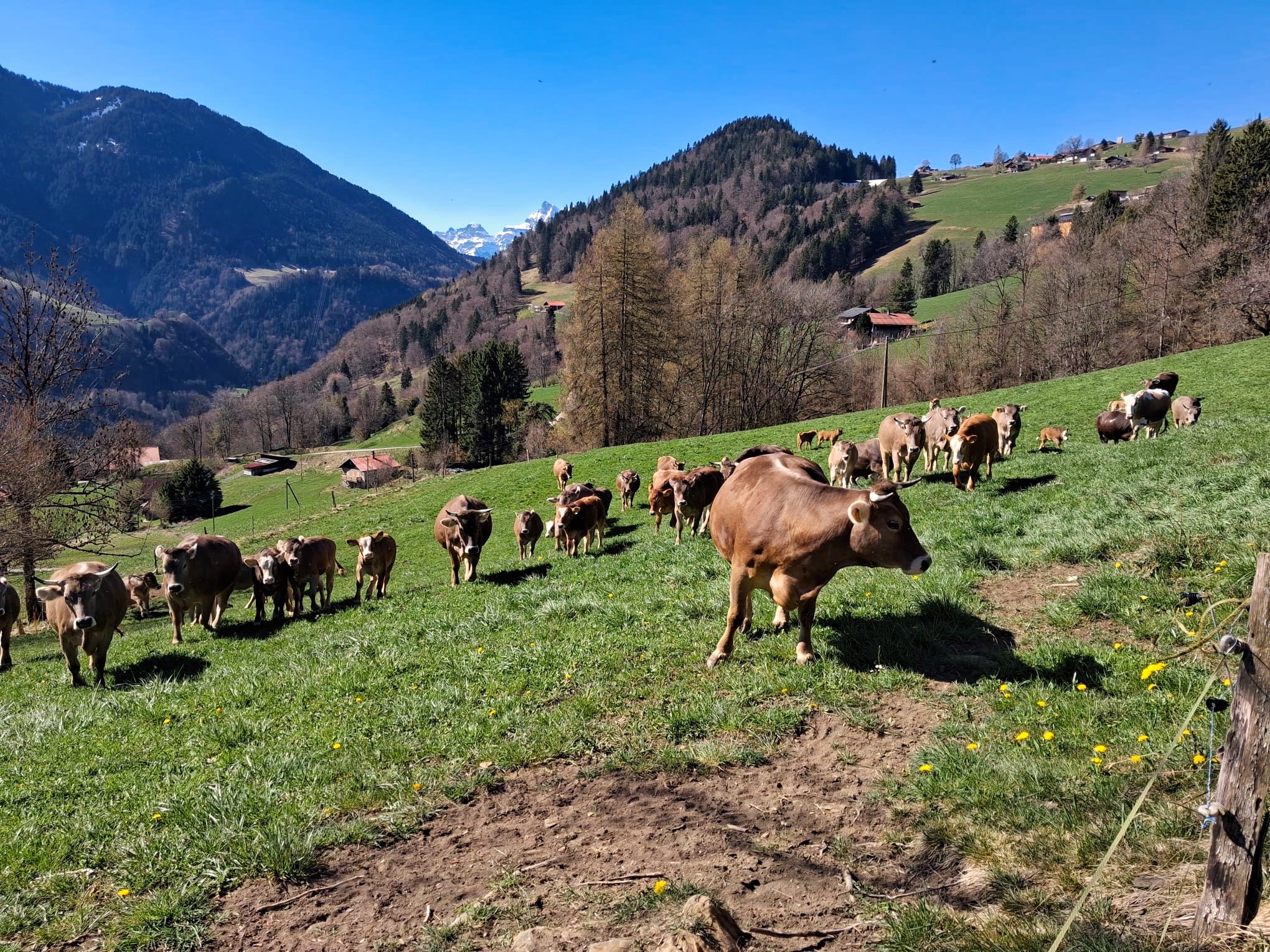 Vaches Paturage Alpin Montagnes