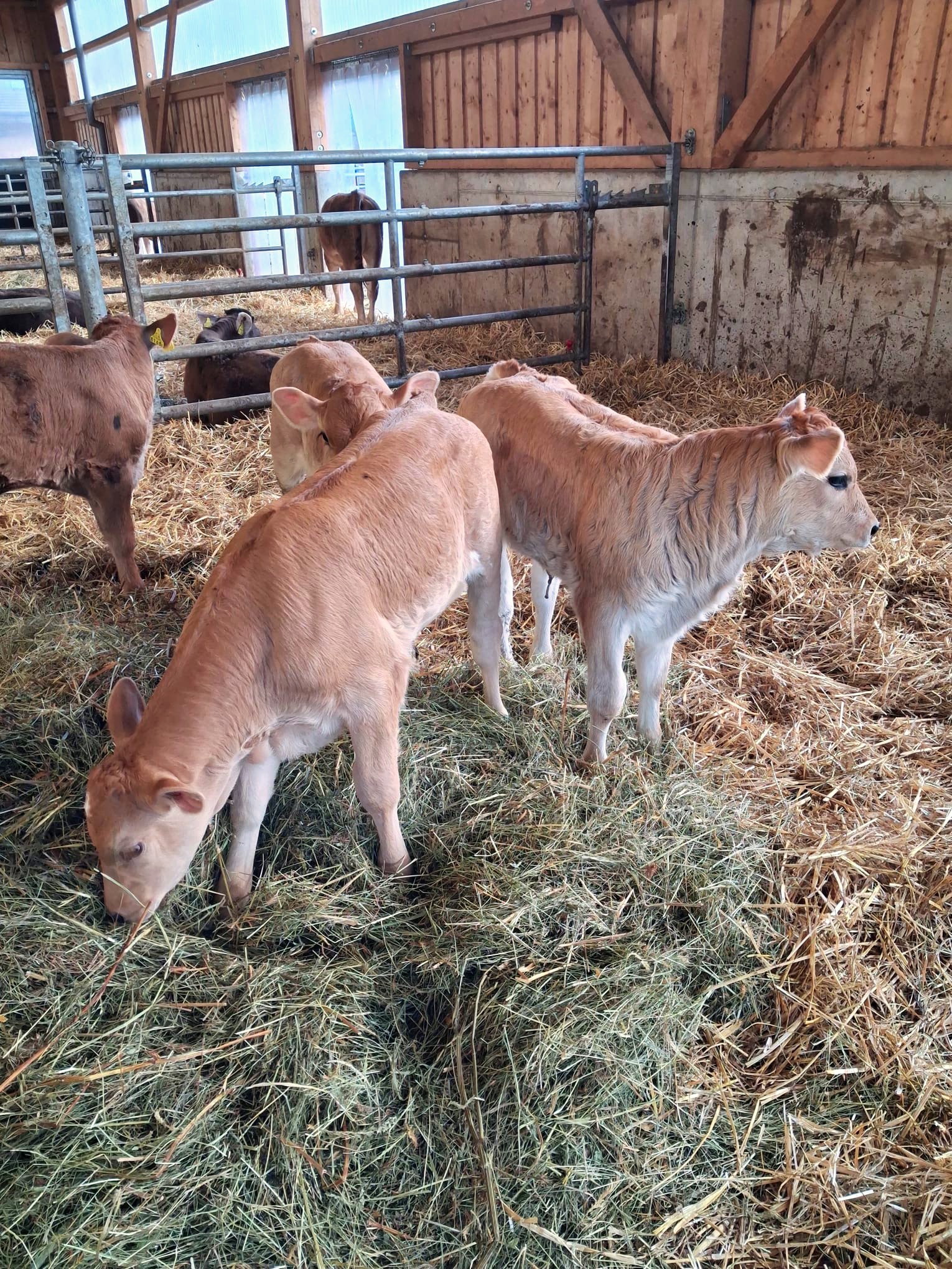 Veaux Dans Etable Paillage