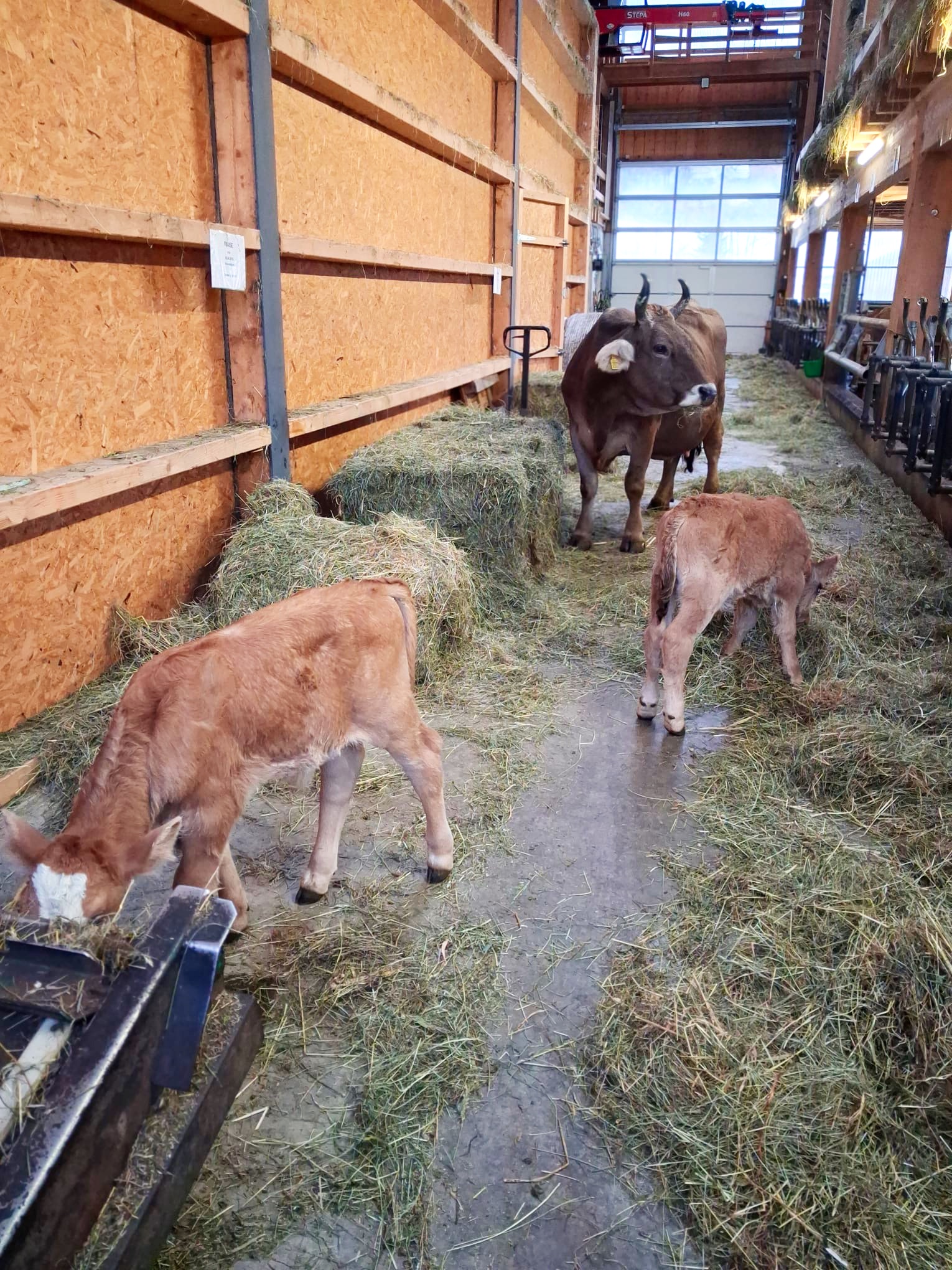 Veaux Etable Foin